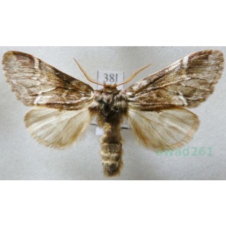 Drymonia dodonaea (Denis & Schiffermüller, 1775) male Dąbrówka dodona Czech38l